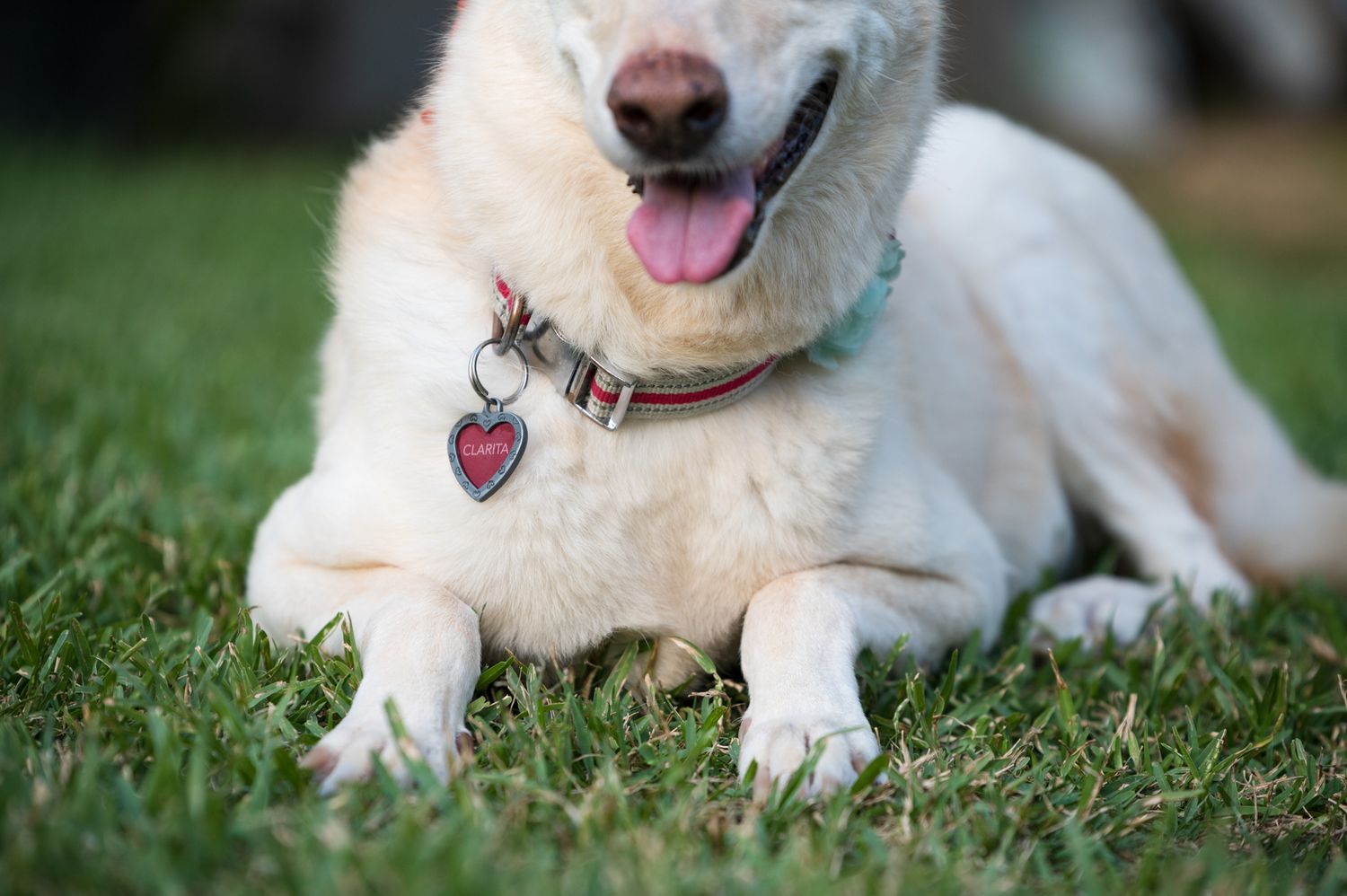 Smiling white dog relaxing on grass wearing heart-shaped tag collar.
