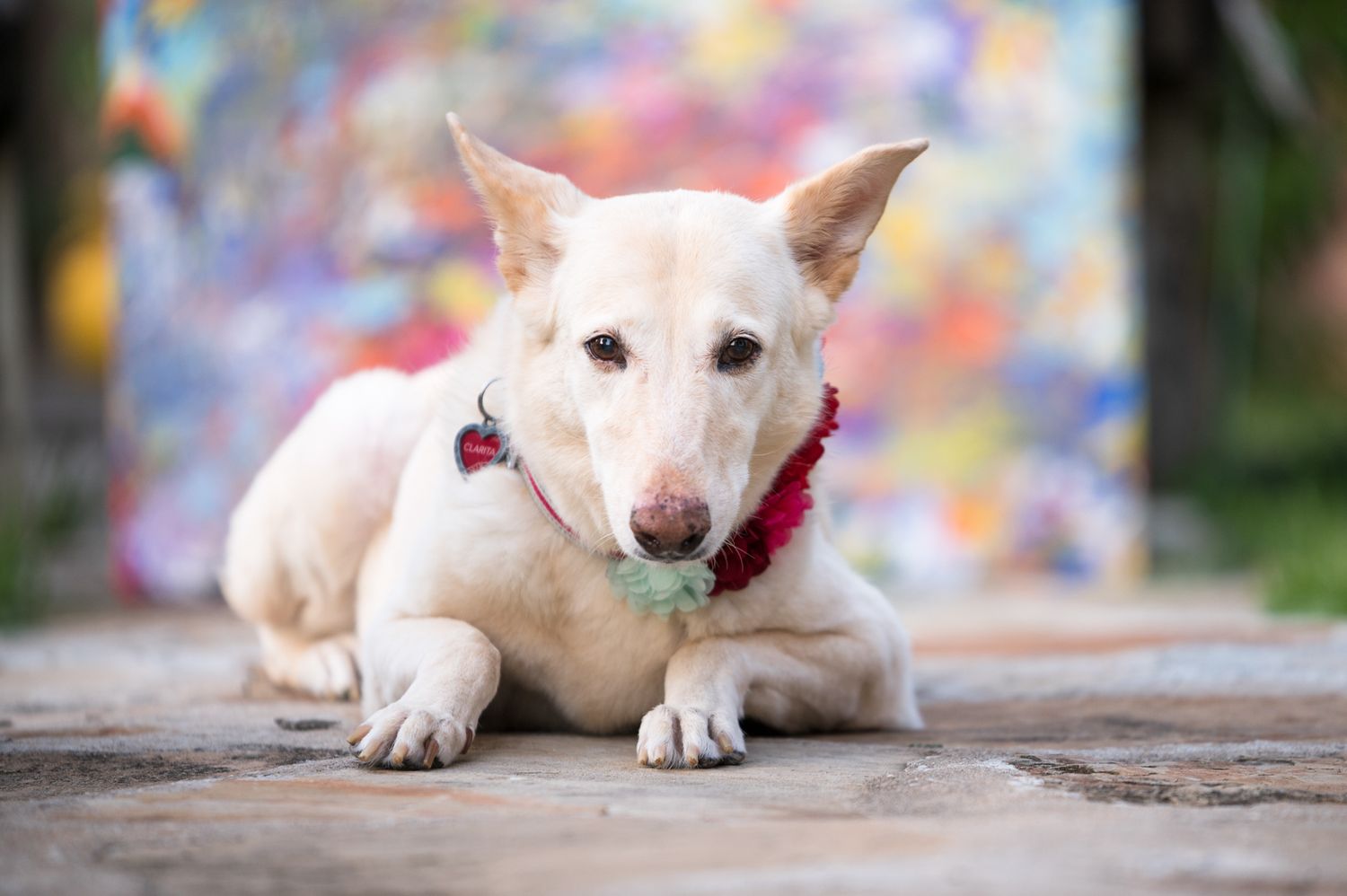 White dog with pointed ears lying down against blurred colorful background wearing red collar.