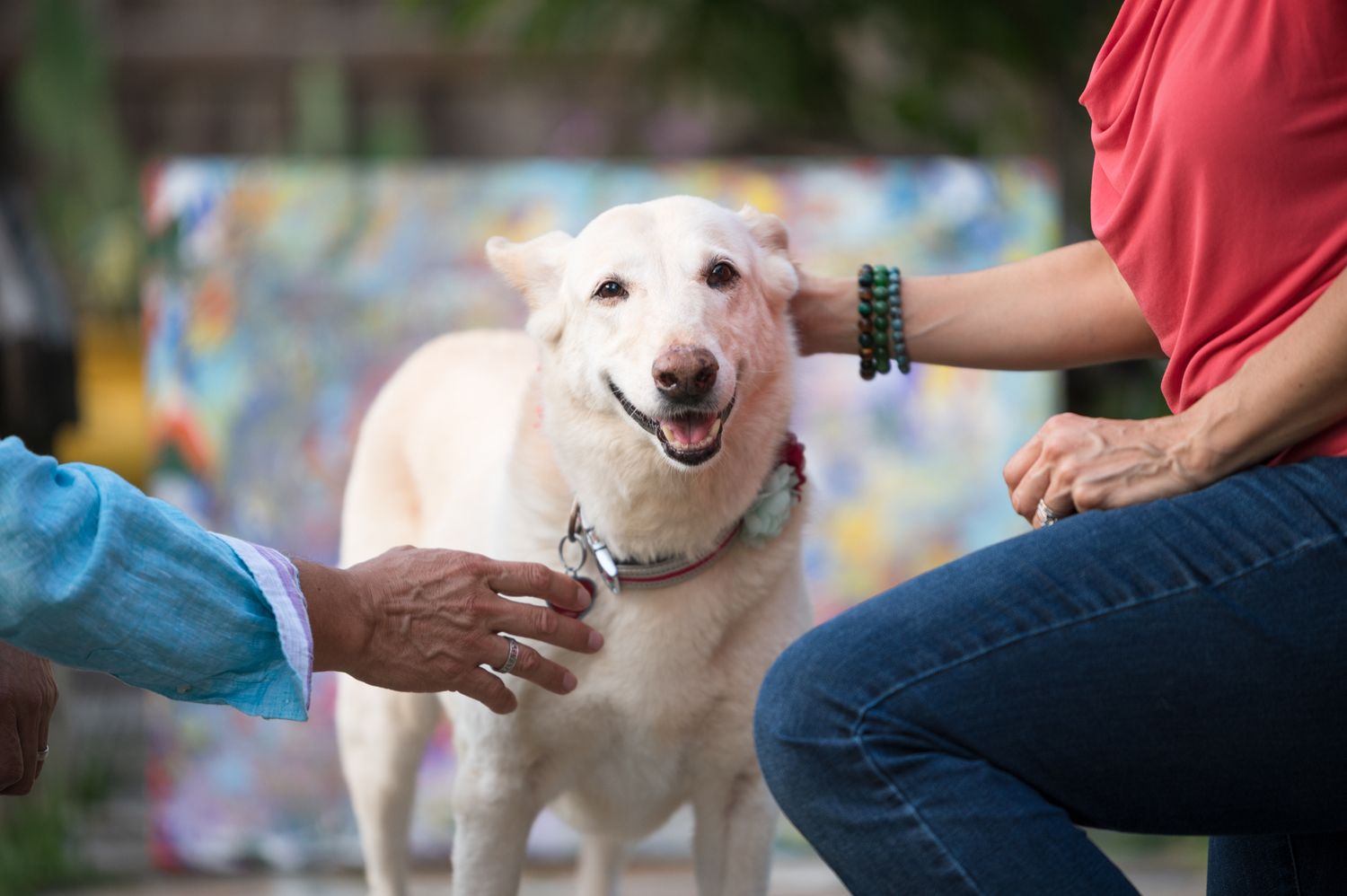 Happy white dog receiving pets from multiple hands against colorful background.