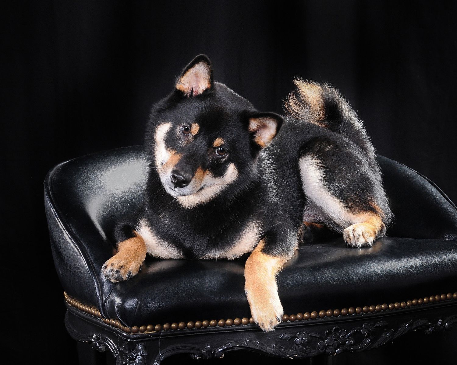 Black and tan Shiba Inu dog lounging on leather chair against dark background.