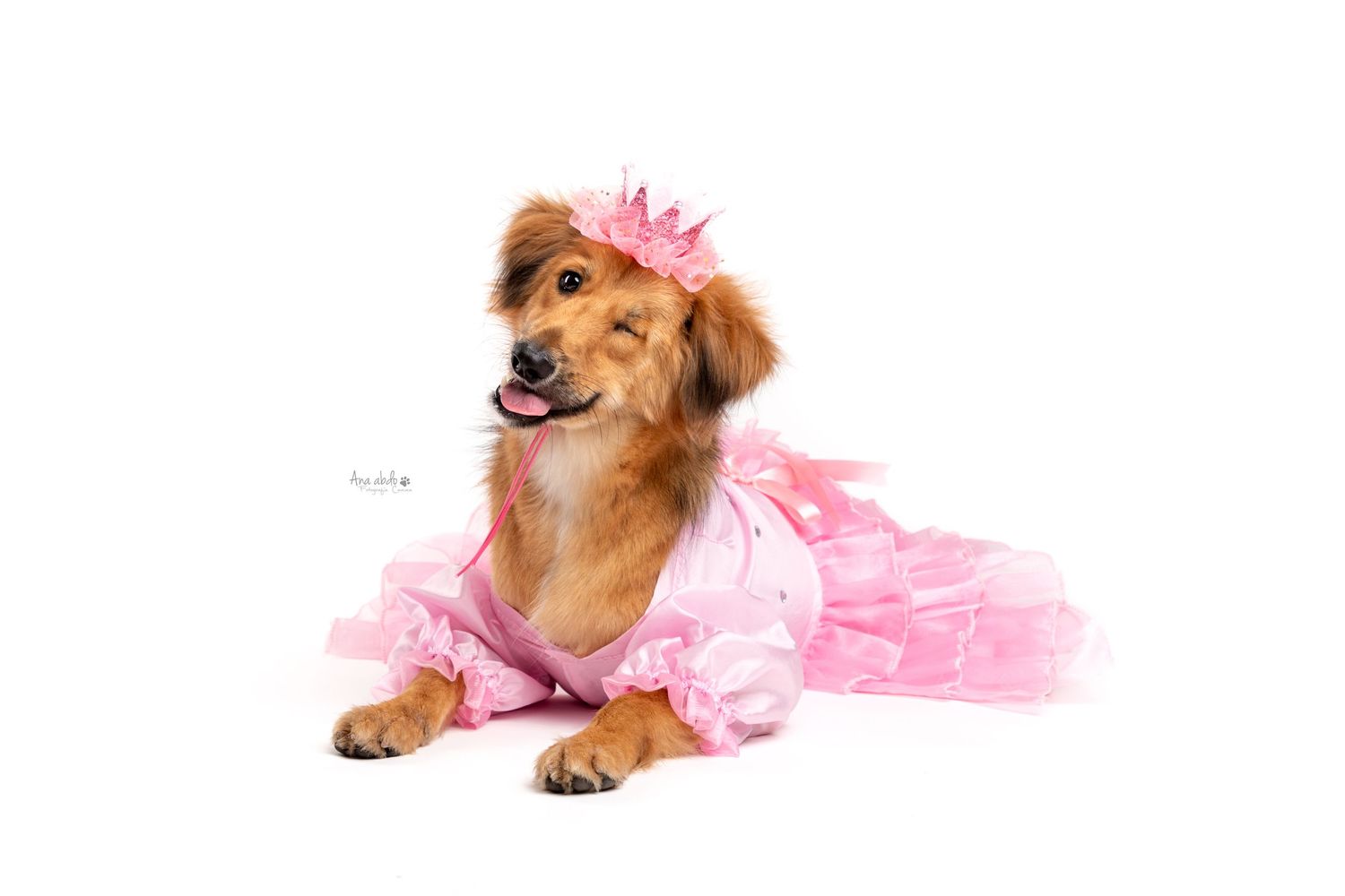 Fotografía canina profesional en exteriores