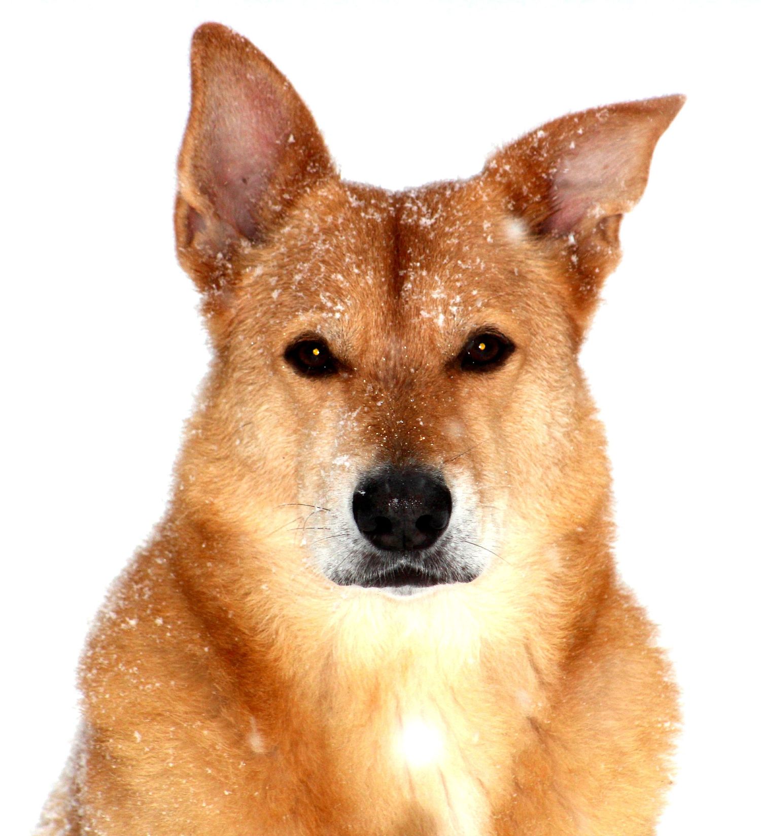 Intervale stud dog, Chinook Male Otie Coyote, much titled in AKC.  Otie has semen stored at Zoetis.