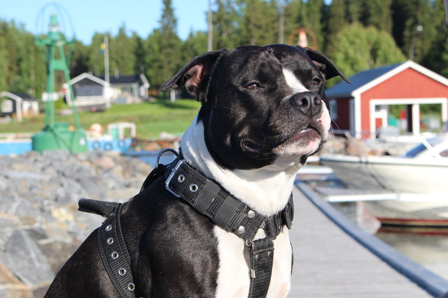 A black and white Boston Terrier in a harness poses near boats at a marina.