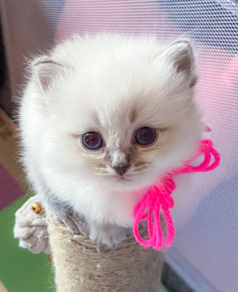 A fluffy white kitten with a pink bow sitting on a scratching post.