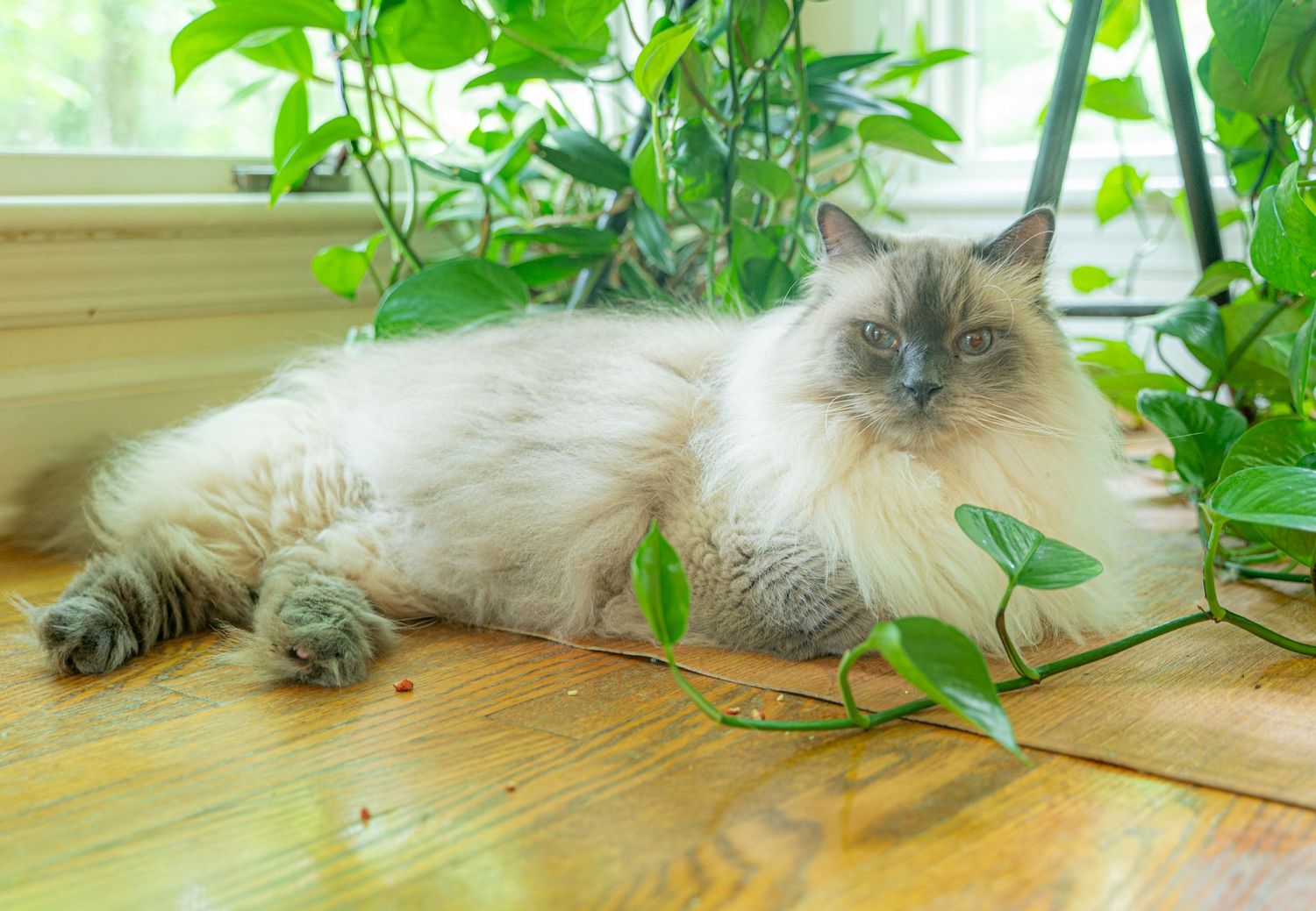 A relaxed Ragdoll cat lounges on wooden floor near green houseplants.