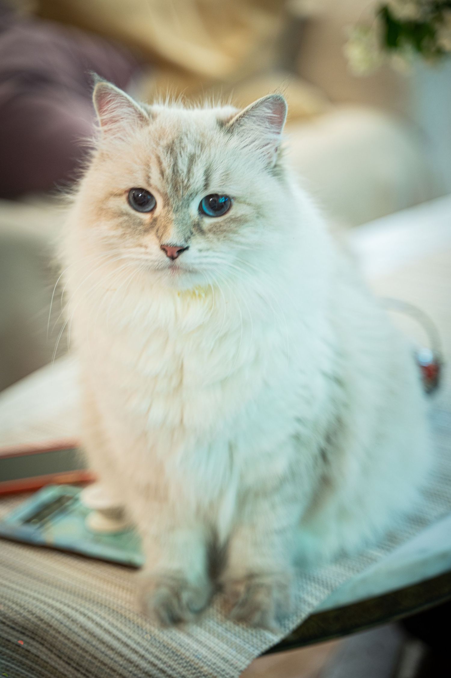 A majestic white Birman cat with blue eyes sits regally on a couch.