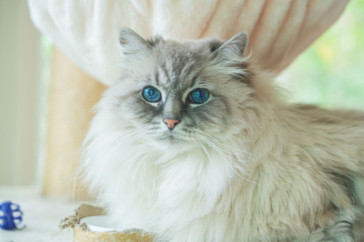 A ragdoll cat with striking blue eyes and fluffy grey and white fur gazes softly at the camera.