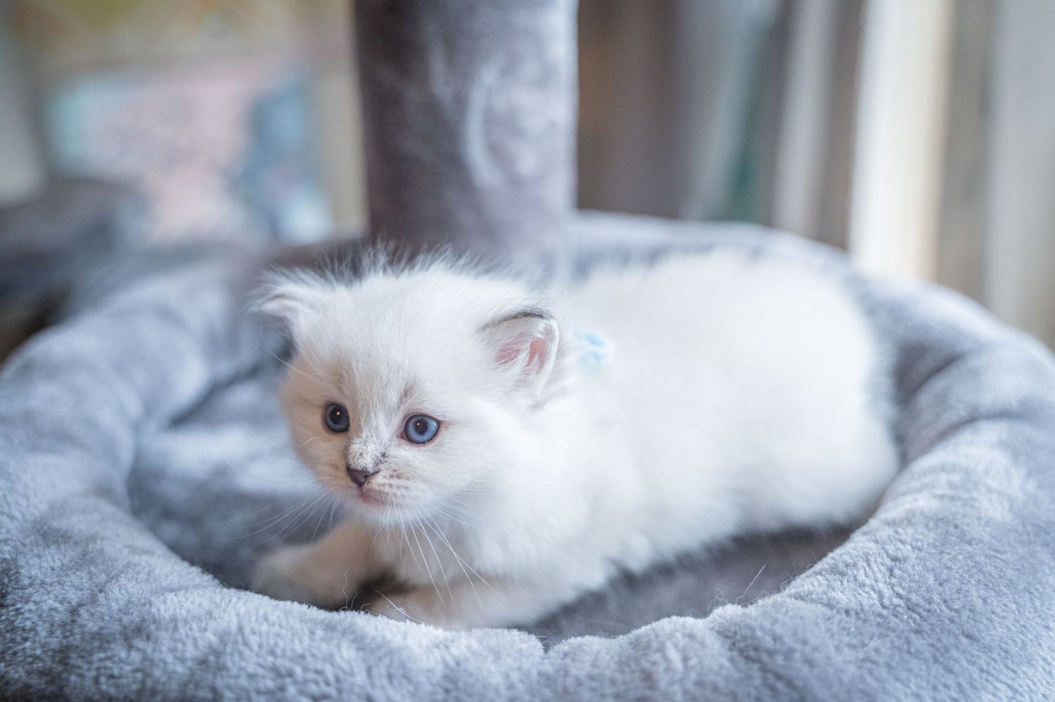 A white Persian kitten with blue eyes rests in a plush grey cat bed.