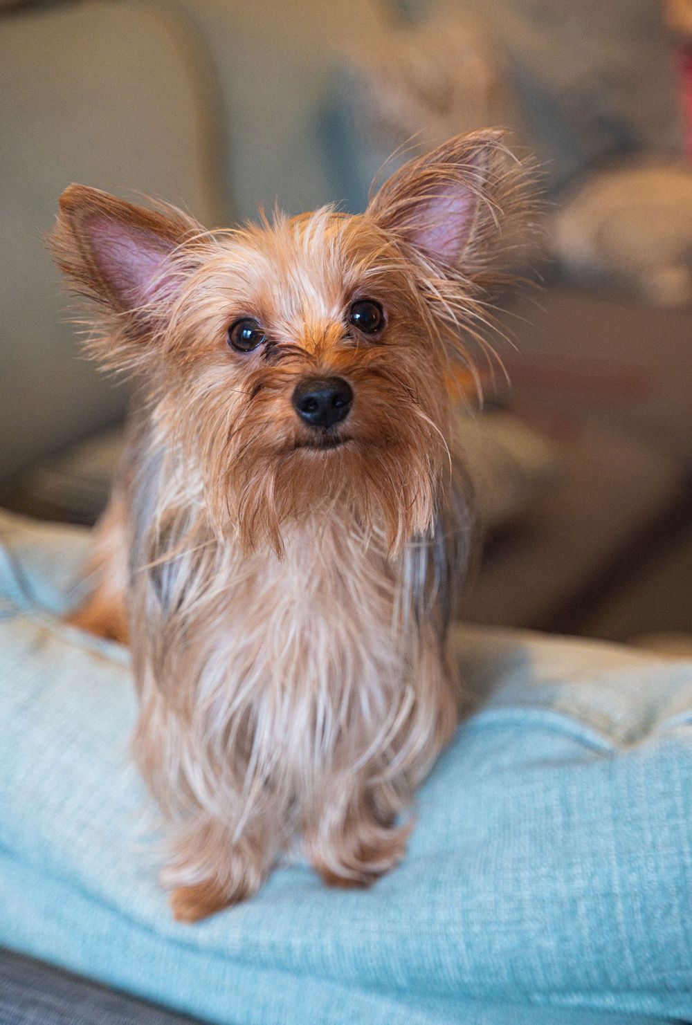 A scruffy Yorkshire terrier with tan fur sits alertly on a blue cushion.
