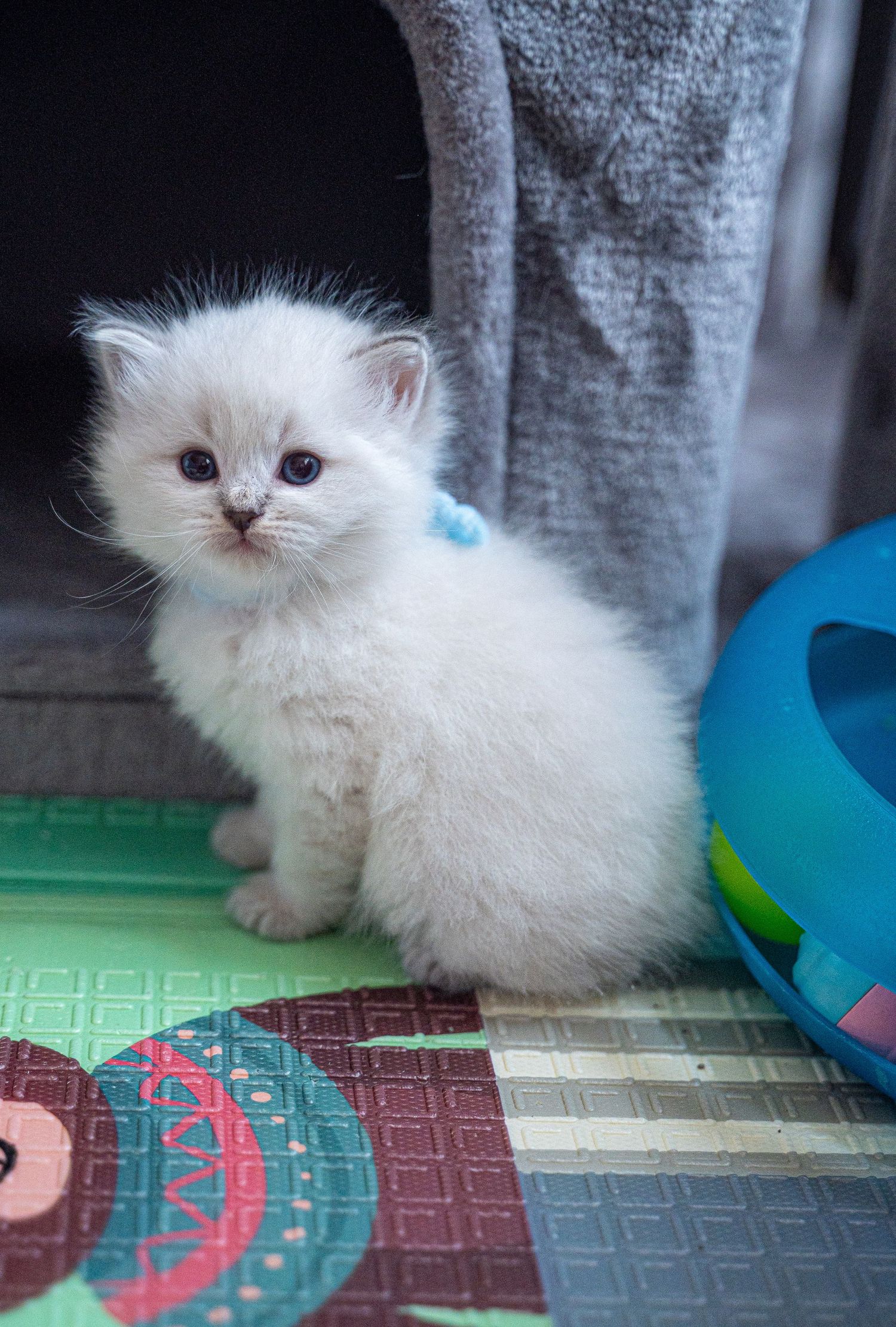 An adorable white Persian kitten with bright blue eyes sitting on a colorful play mat.