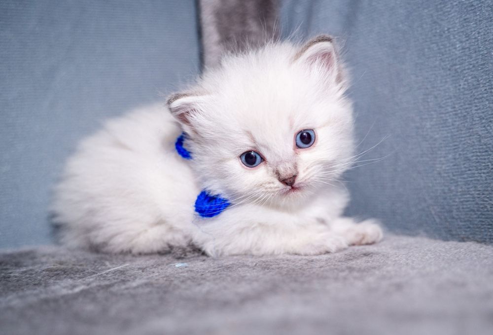 A white kitten with blue eyes wearing a matching blue bow on gray background.