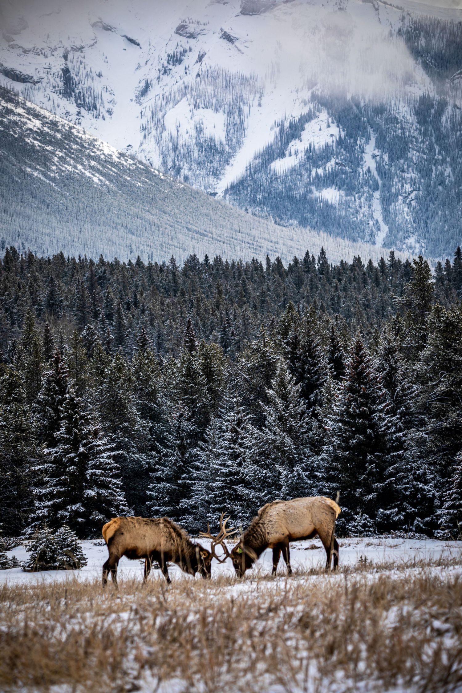 Two elk sparring with antlers in a snowy mountain landscape with evergreen forest and misty peaks.