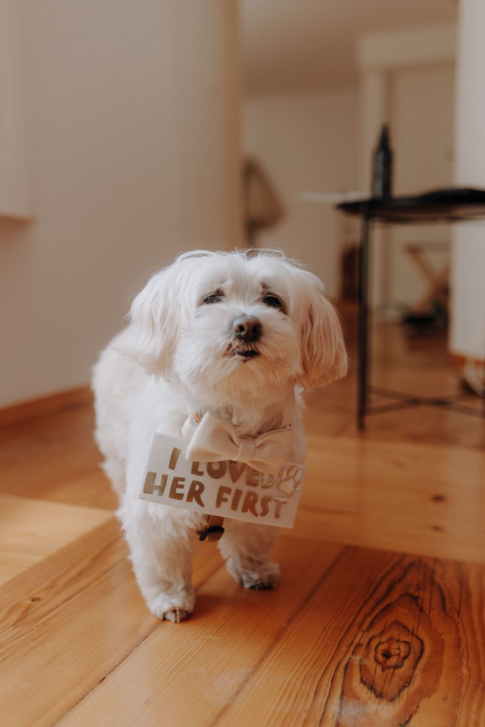 Hund der Bräutigam mit lustigem Schild