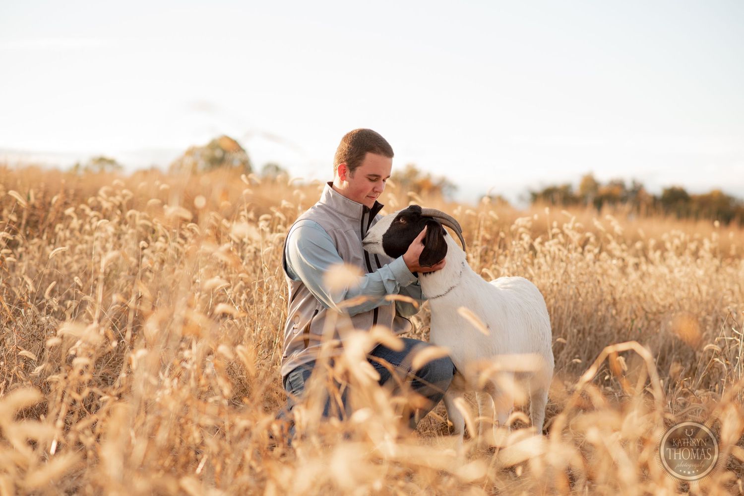Person kneels to pet Boer goat in tall golden grass during sunset.
