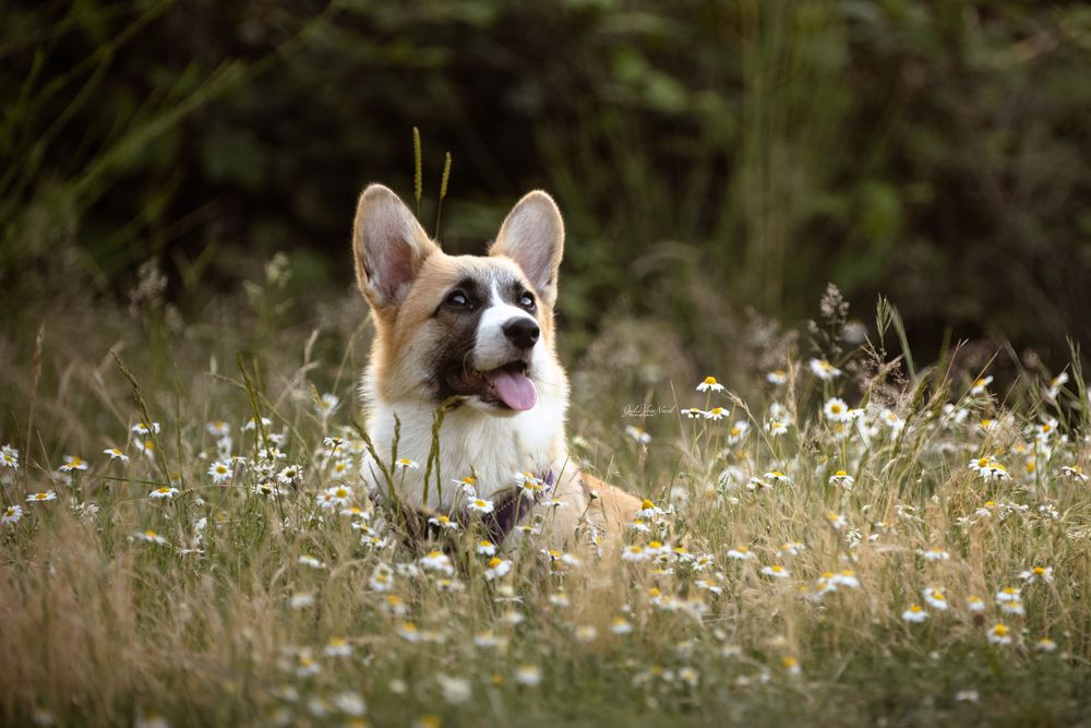 Chien Corgi