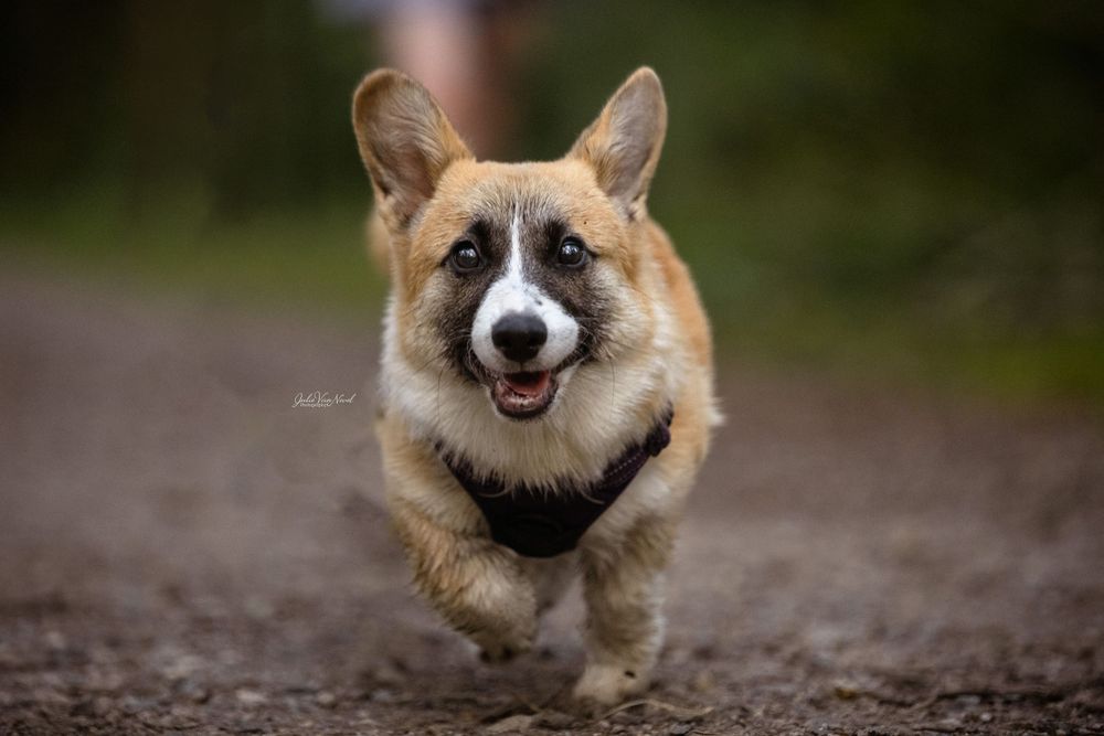 Chien Corgi