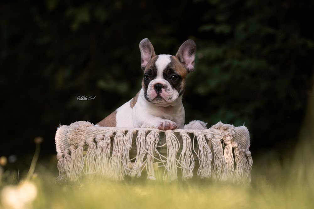Chiots bulldog