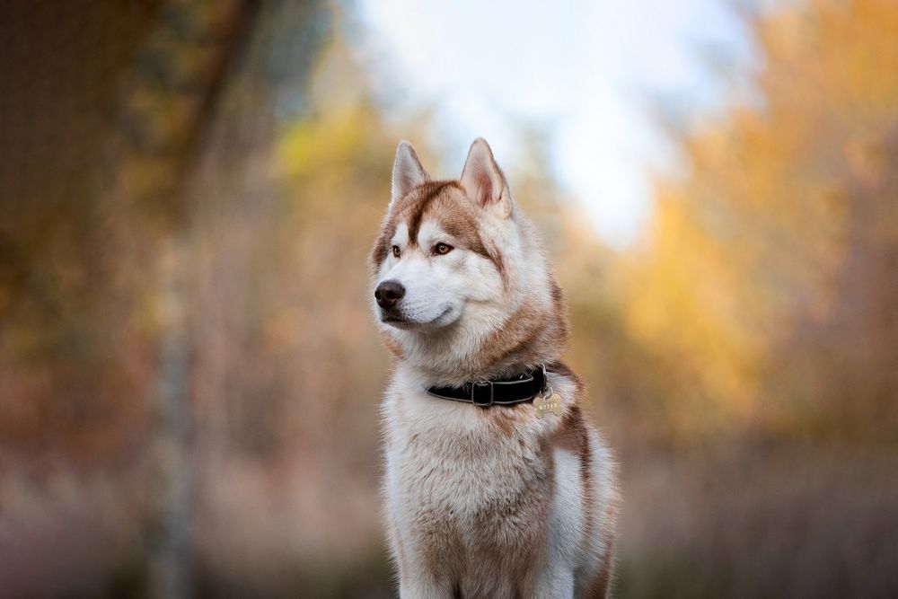 Chien husky automne