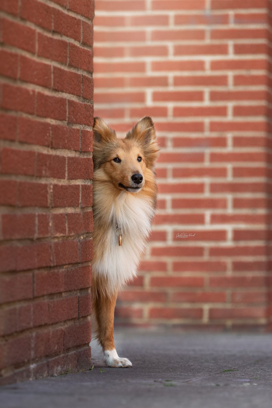 Chien en ville