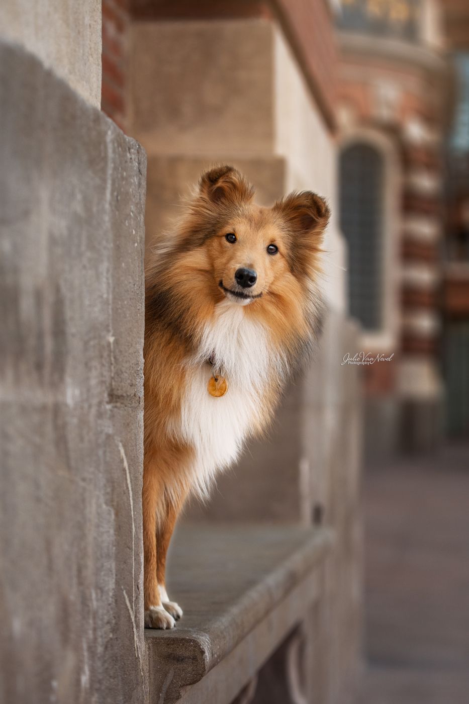 Chien en ville
