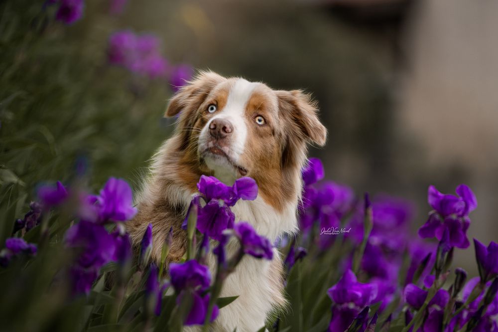 Chien berger australien