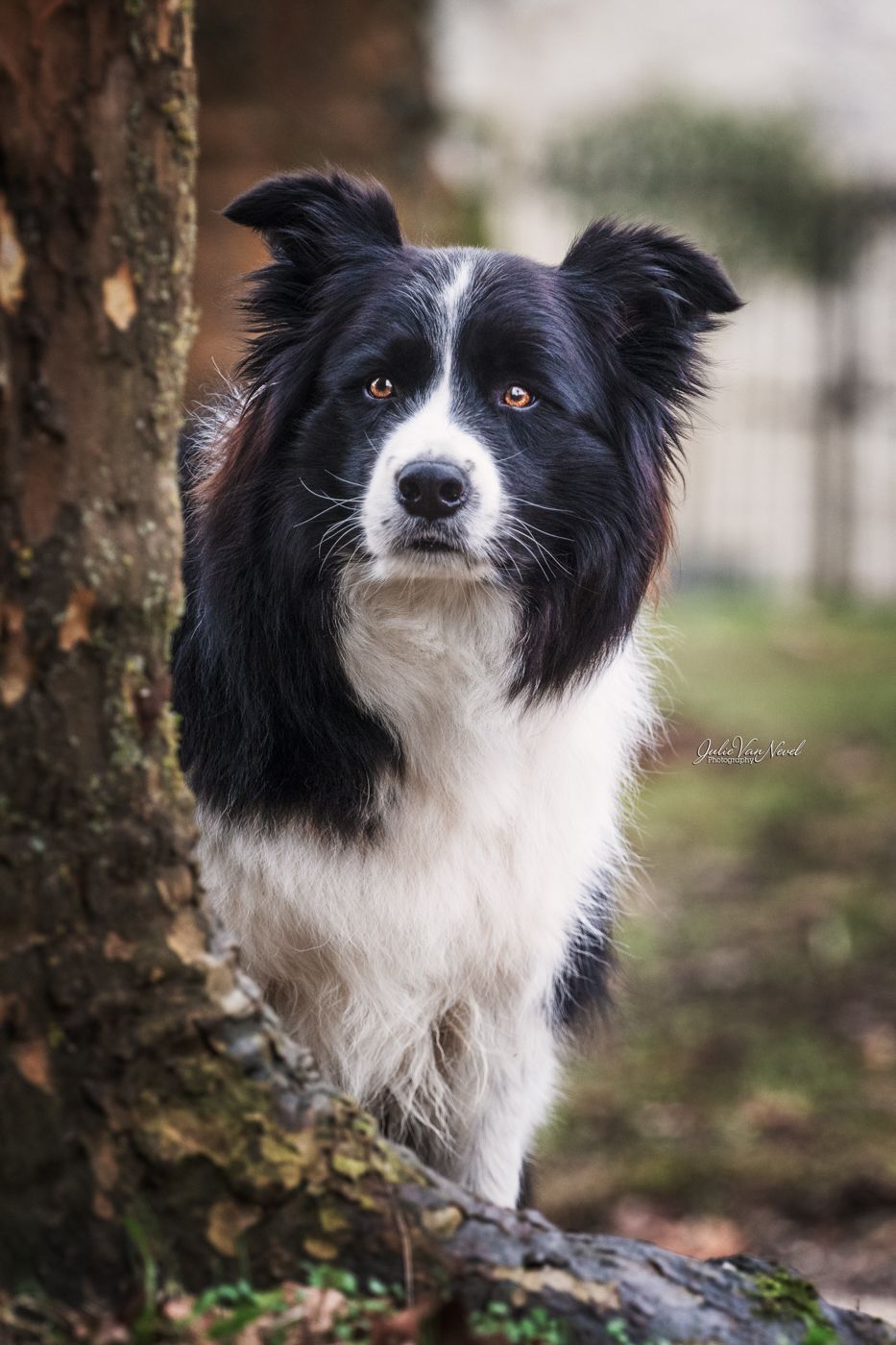Chien Berger australien