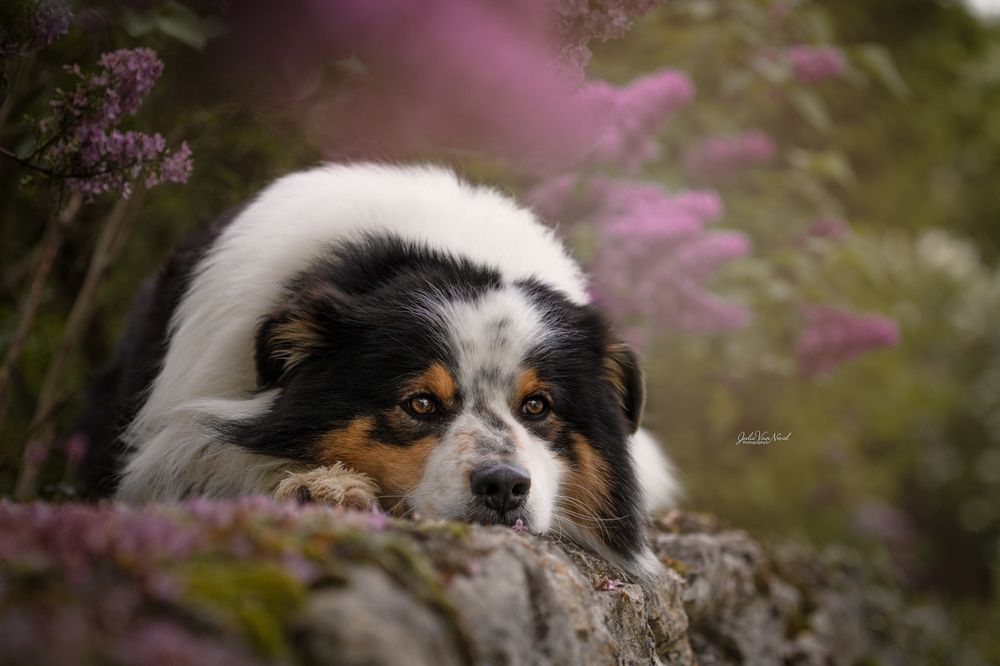 Chien berger australien