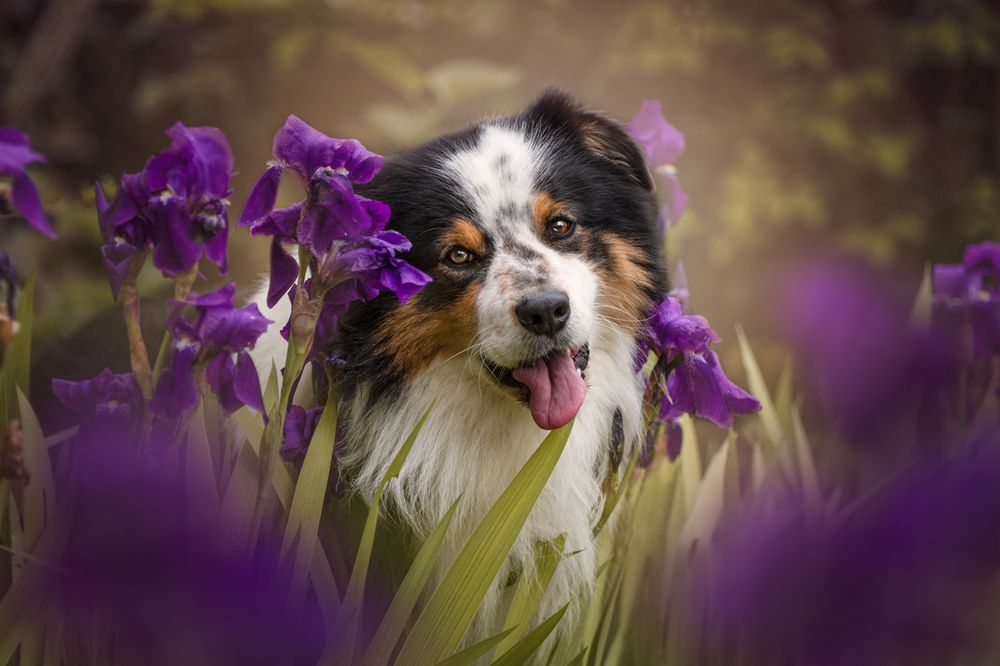 Chien berger australien