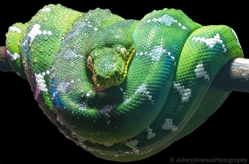 snake
animal photographer
animal photography
wildlife photographer
wildlife photography
Fresno photographer
zoo