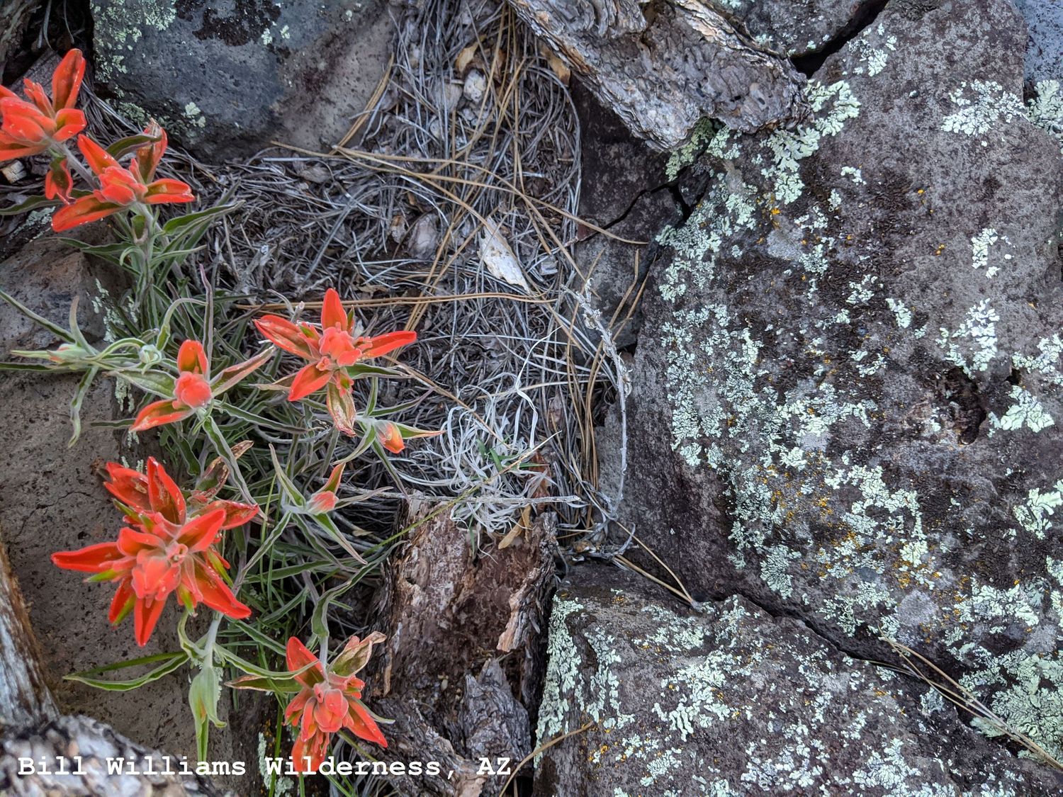 Desert Mountain Flowers and Lichen, Williams, AZ
