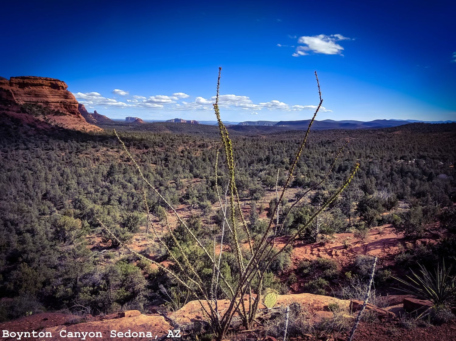 Desert 'Seaweed' in Boynton Canyon, Sedona, AZ