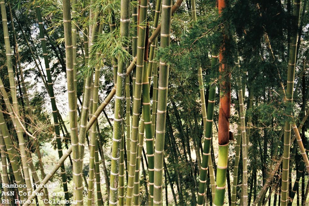 Bamboo Forest, A&N Coffee Co, Guatape, El Penol, Colombia