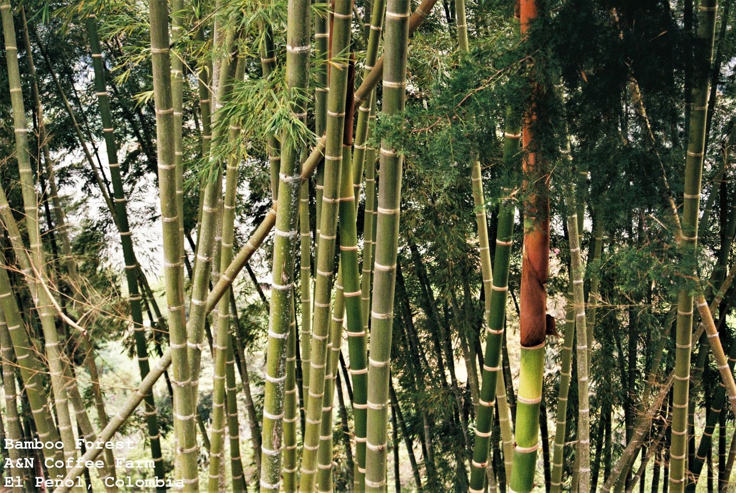 Bamboo Forest, A&N Coffee Co, Guatape, El Penol, Colombia