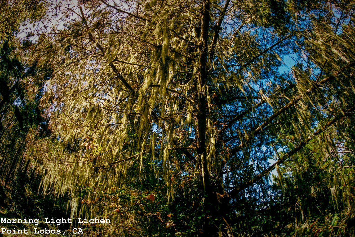 Sunny Rainy Lichen Morning, Point Lobos, Carmel, CA