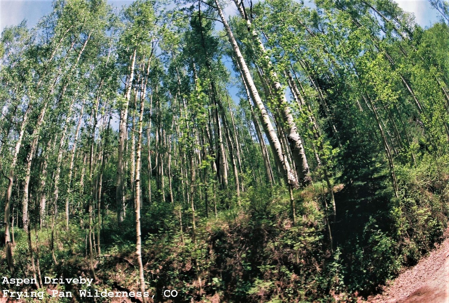 Aspen Drive-by in the  Frying Pan Wilderness, CO
