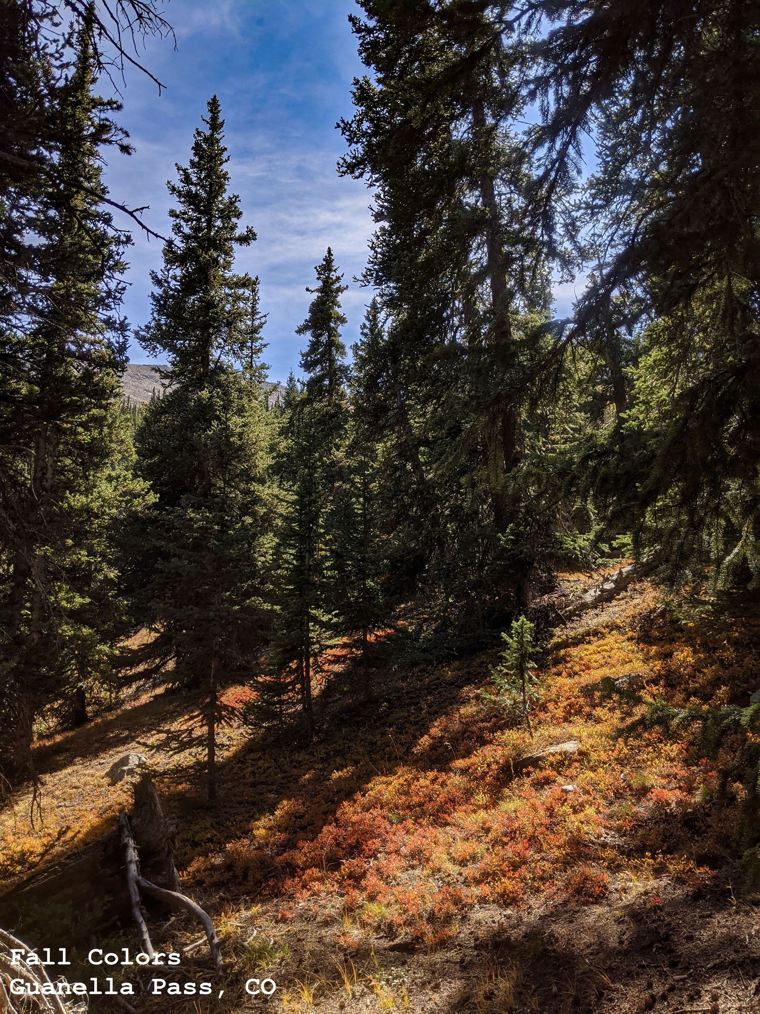 Fall Colors under the Pine Trees, Guanella Pass, CO