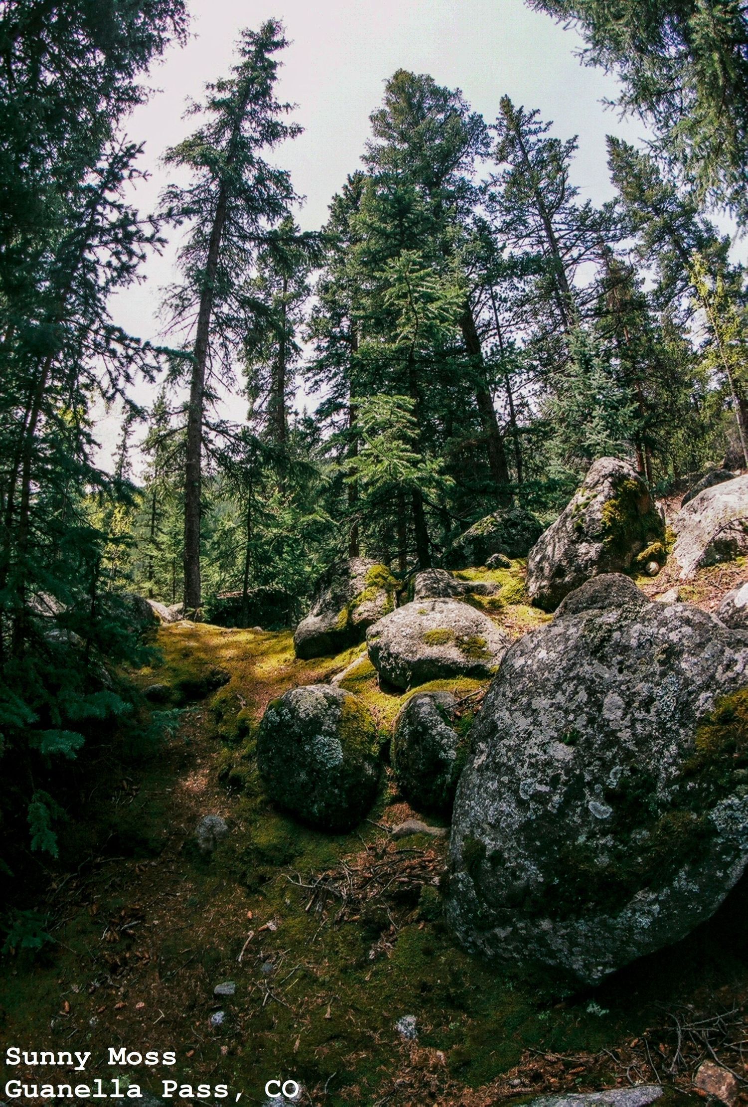 Sunny Moss on Guanella Pass, Colorado