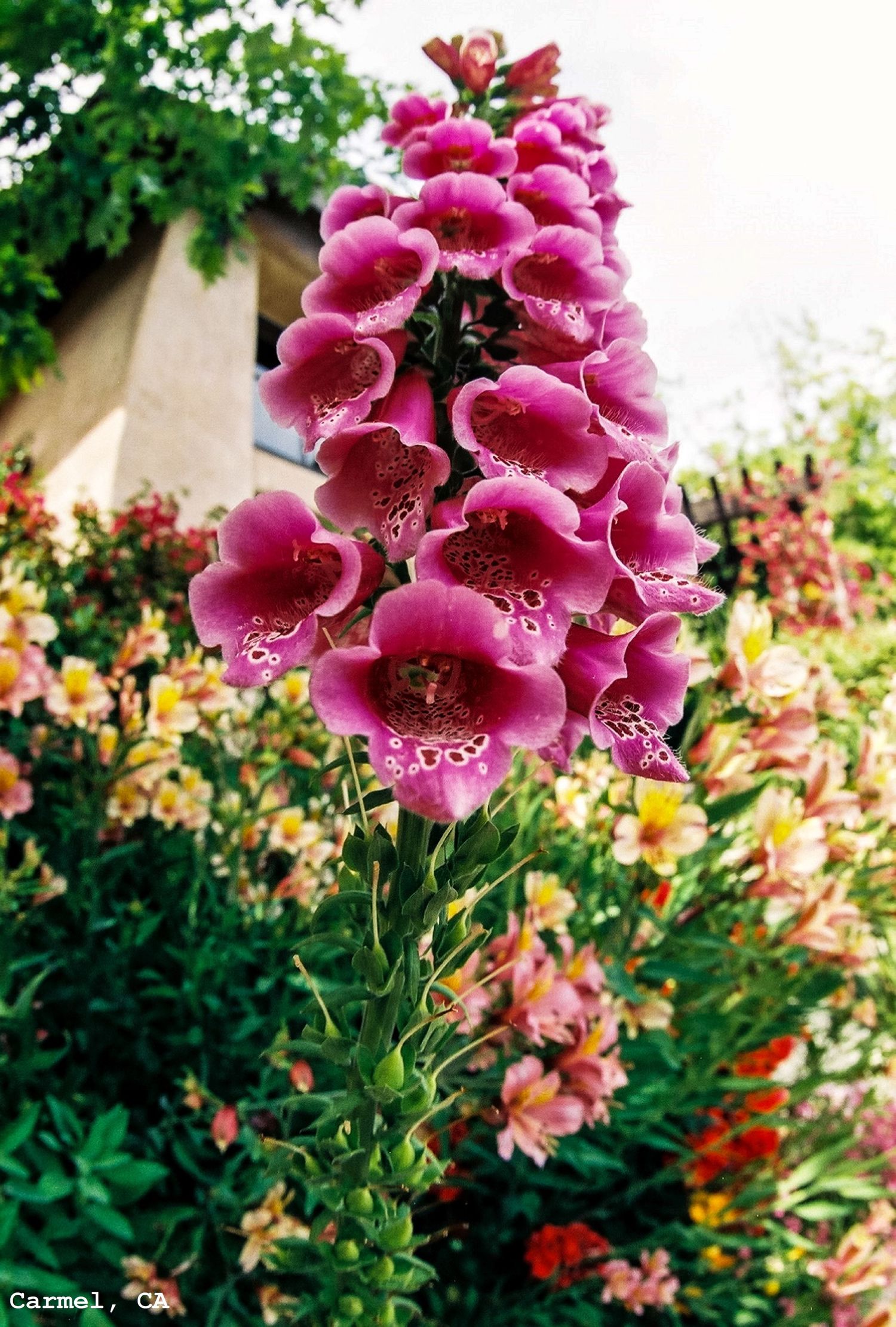 Foxglove Flowers in Carmel, CA