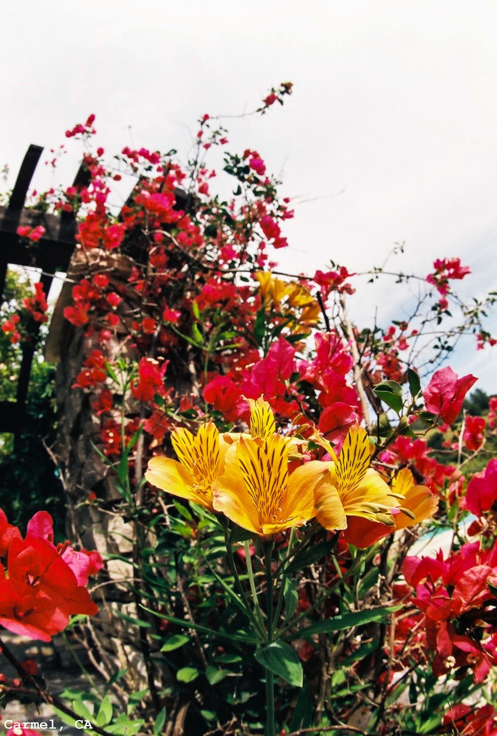 Bougainvilleas and Lilies in Carmel, CA