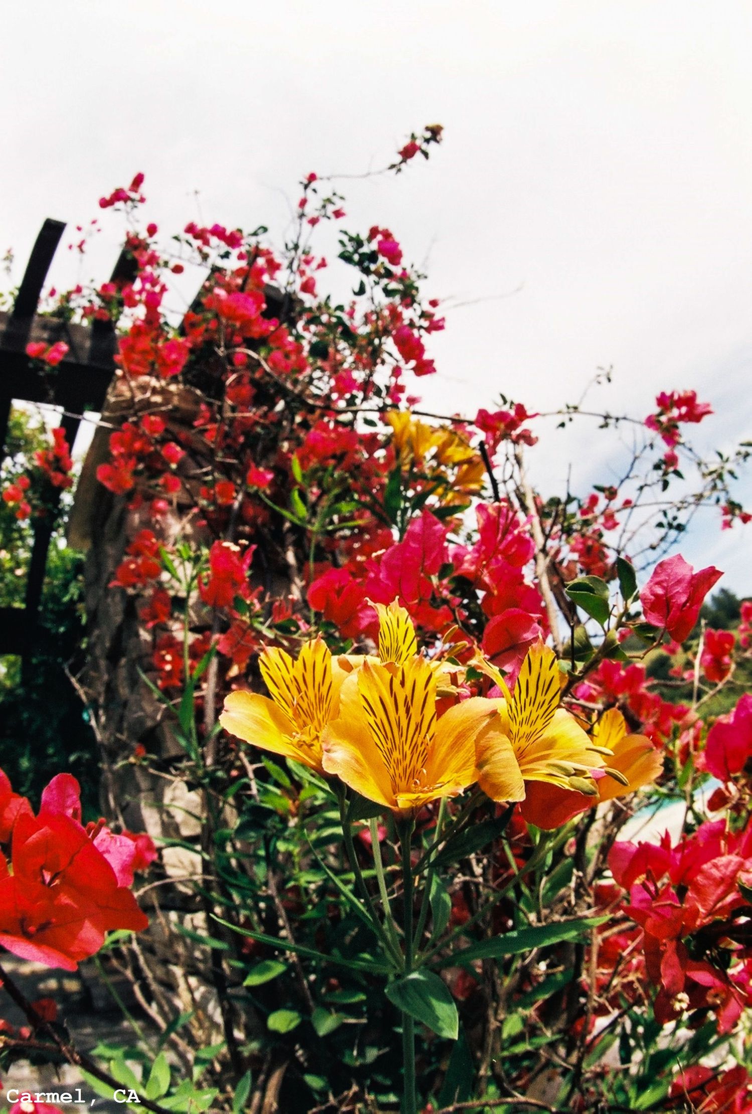 Bougainvilleas and Lilies in Carmel, CA