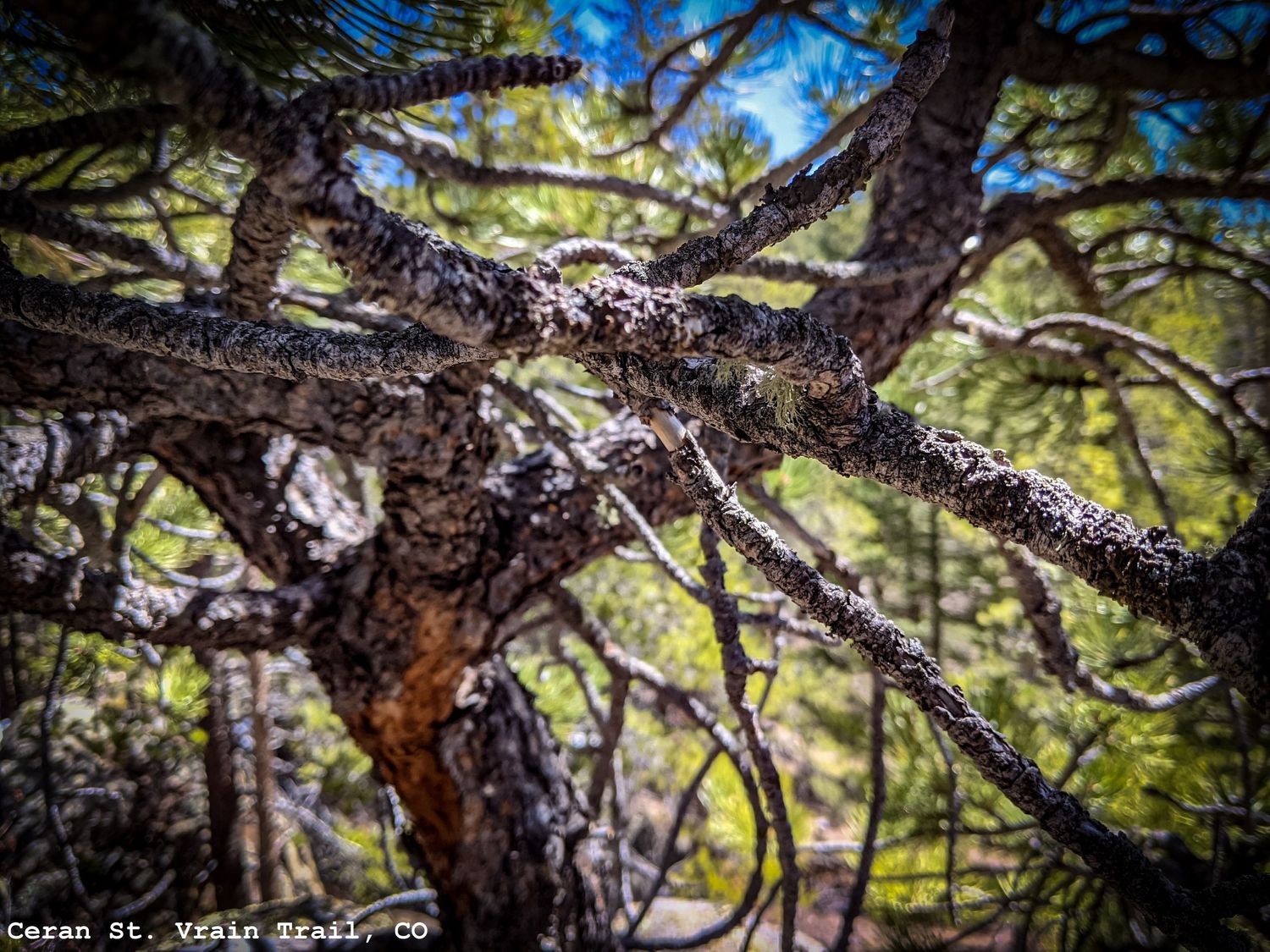 Lichen on the Pine Tree Branches, Ceran St. Vrain Trail, CO