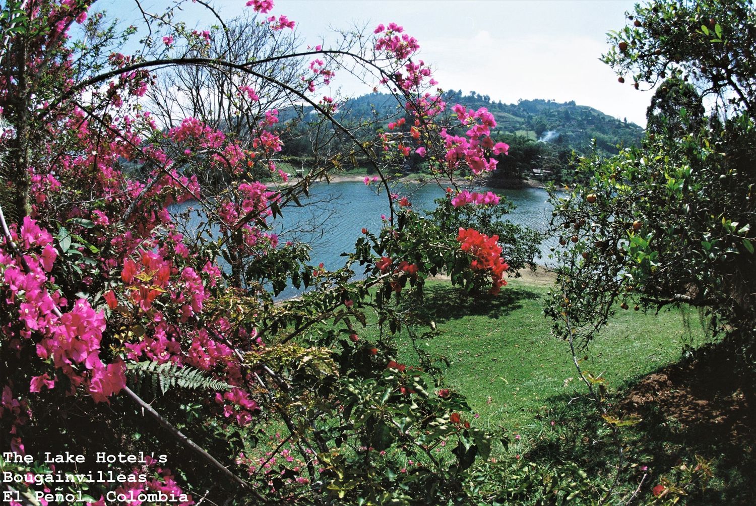 Bougainvillea, The Lake Hotel, El Penol, Guatape, Colombia