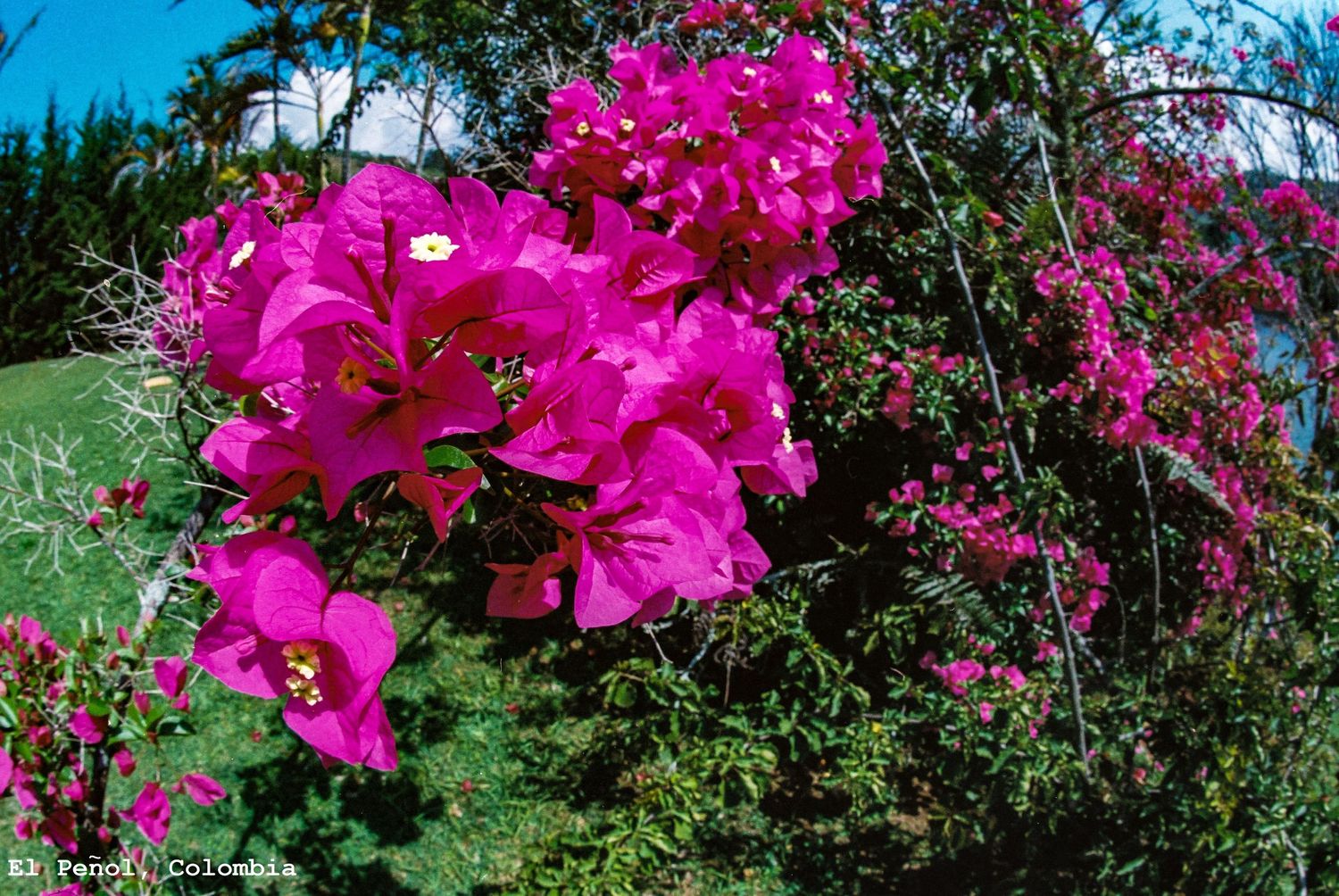 Bougainvilleas at The Lake Hotel near Guatape, Colombia