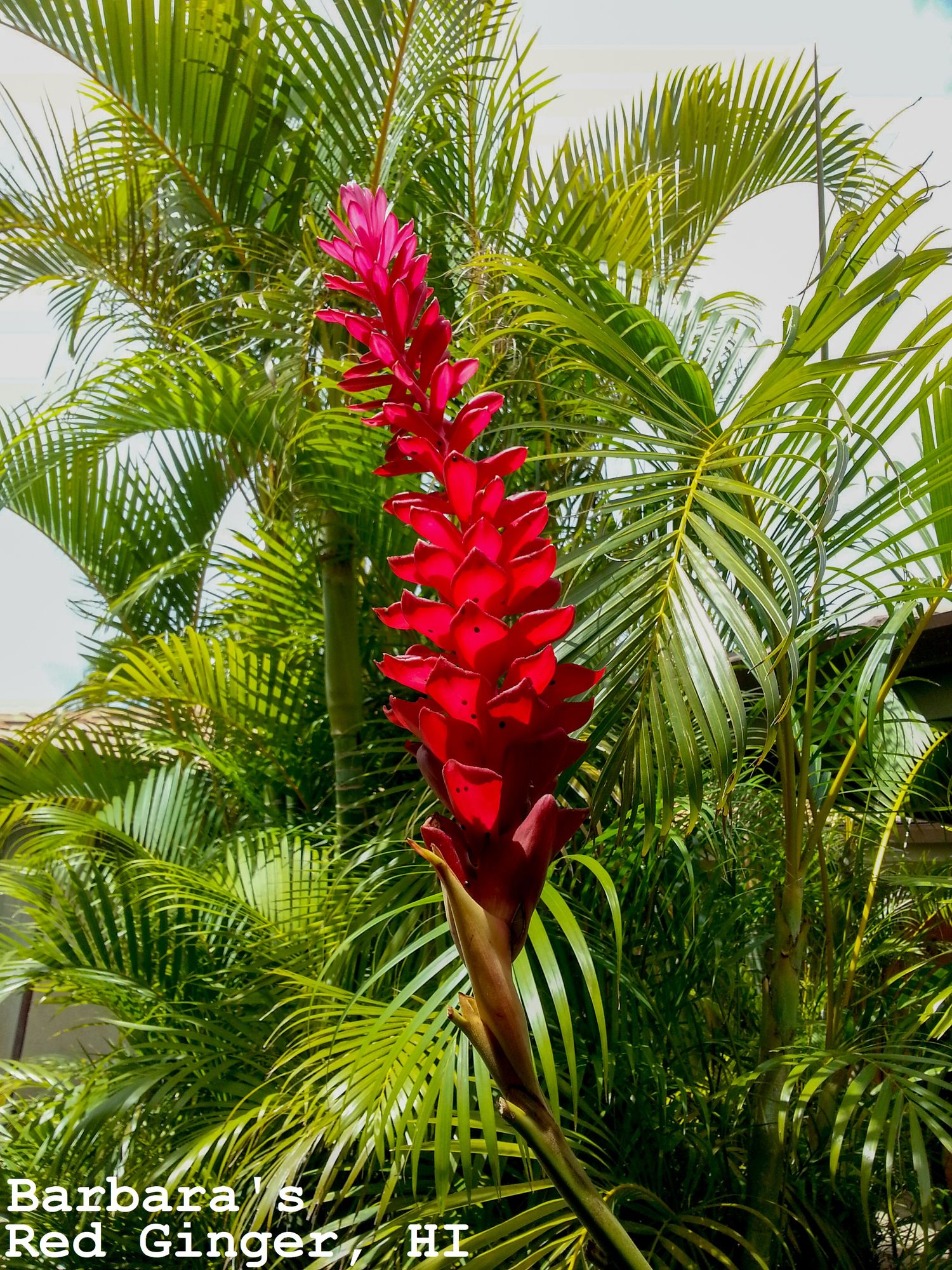 Barbara's Red Ginger, Hawai'i, HI