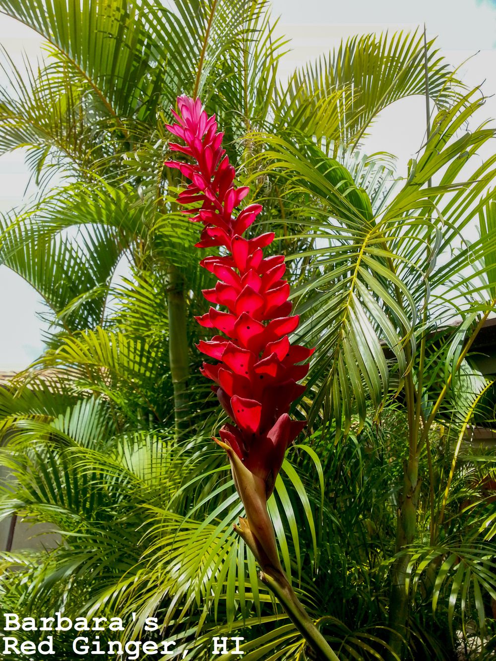 Barbara's Red Ginger, Hawai'i, HI