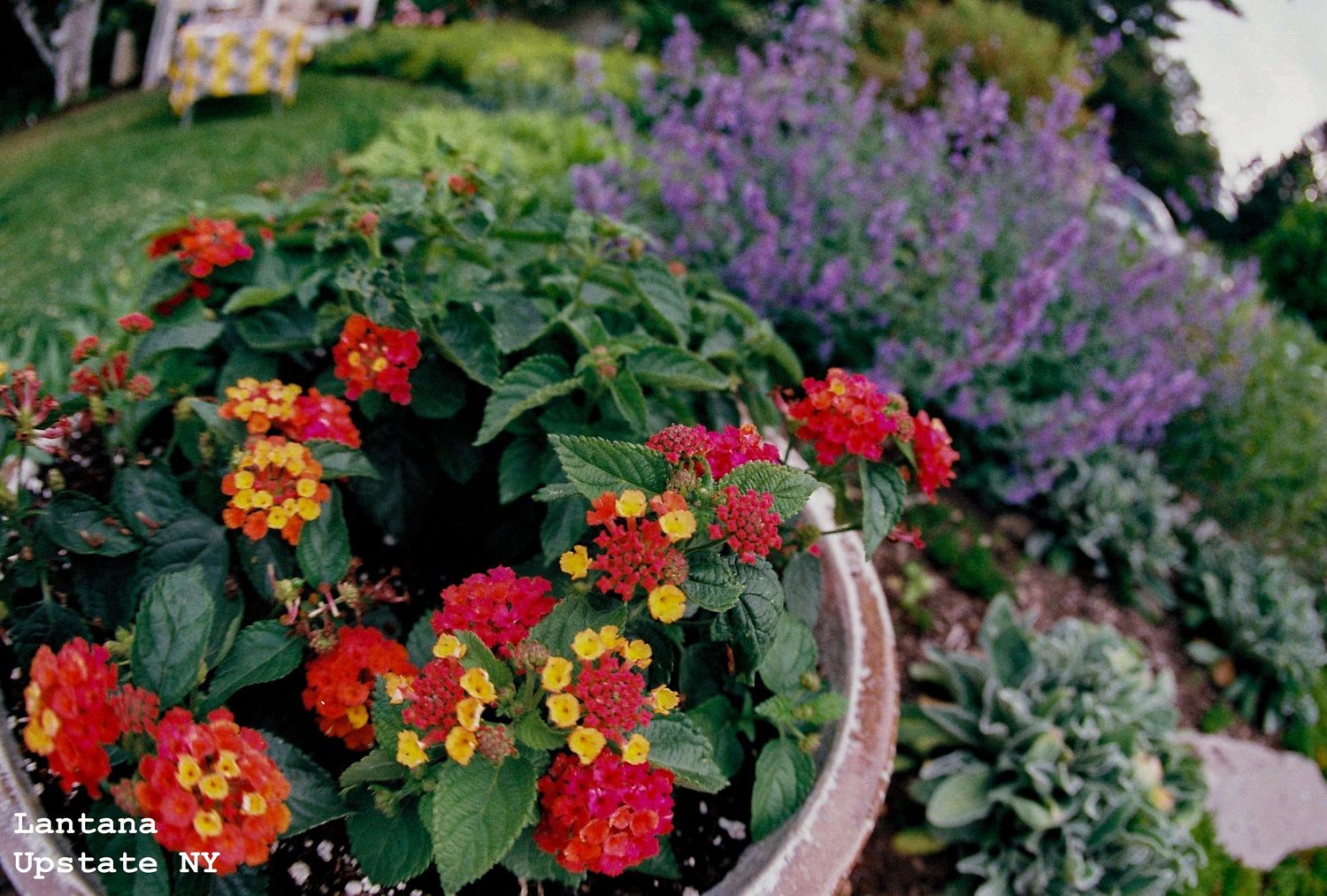 Lantana Flowers in Upstate New York