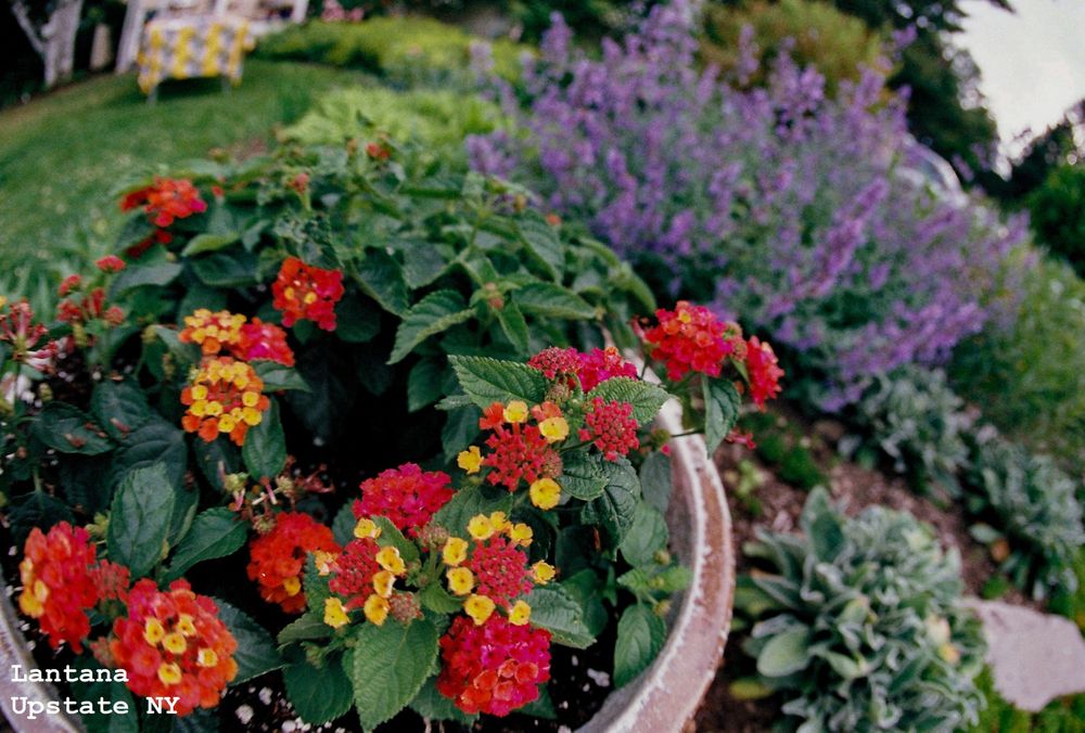 Lantana Flowers in Upstate New York