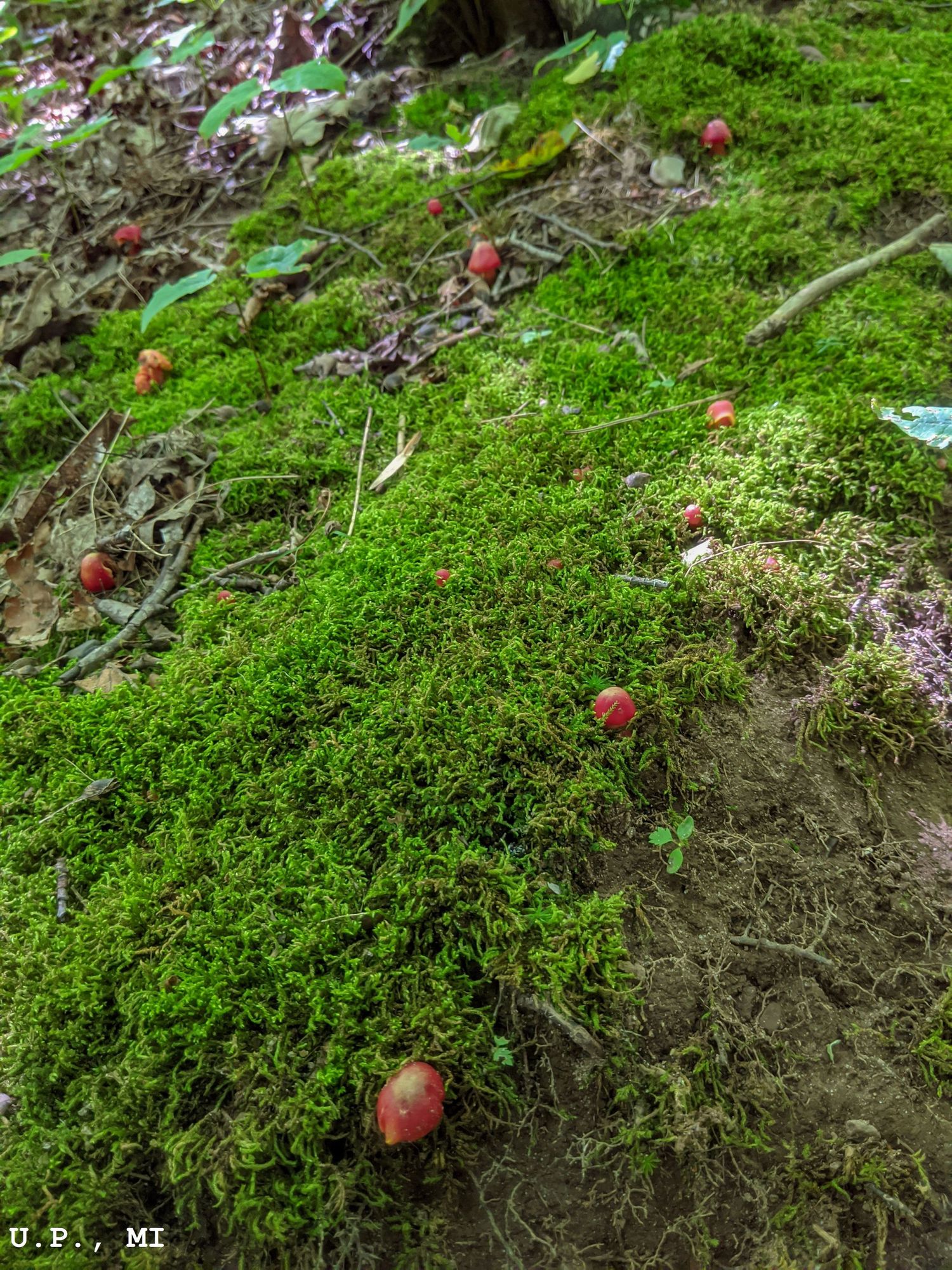 Mushrooms in the Moss, U.P, MI