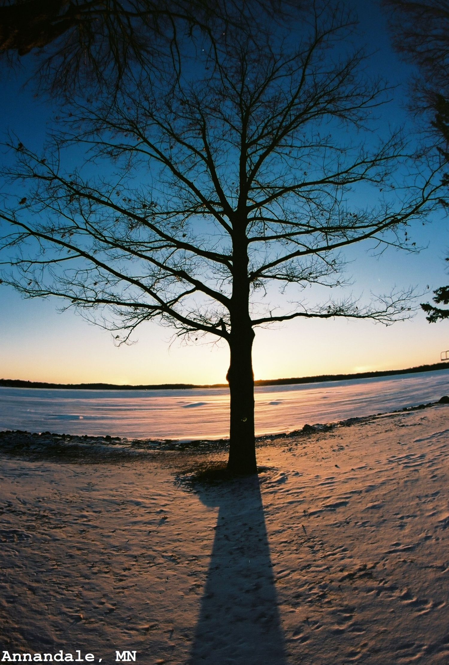 Winter Oak Tree Sunset on Lake Sylvia, Annandale, MN
