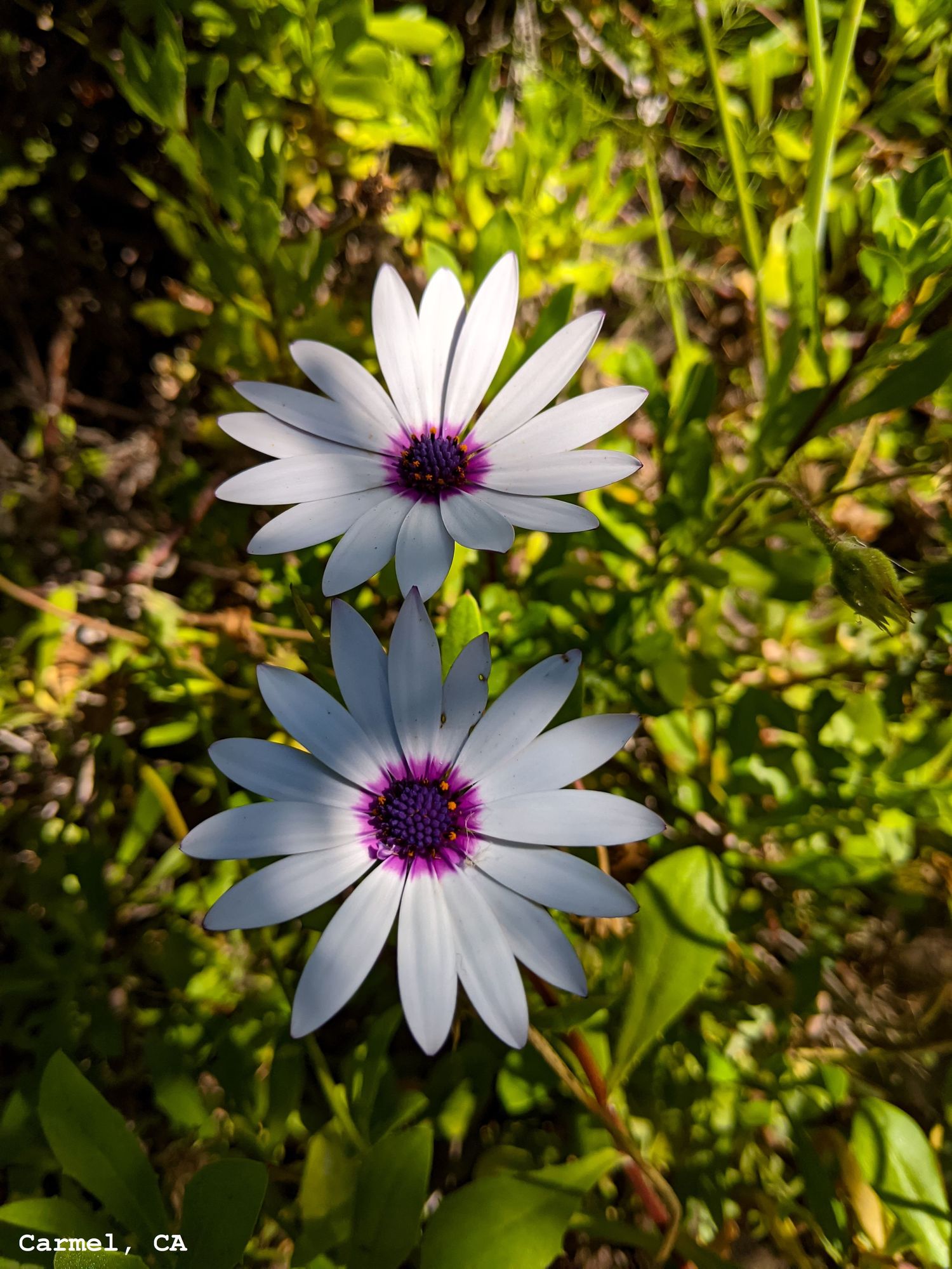 White and Purple Daisies at Malpaso Creek, Carmel, CA